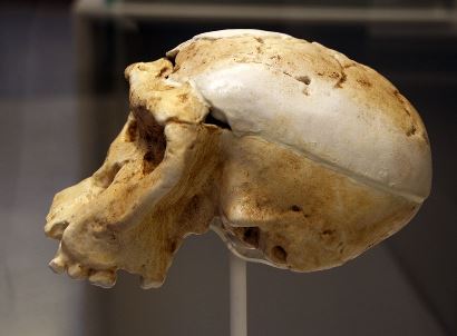 Homo habilis - da 3 a 1 milioni di anni fa
